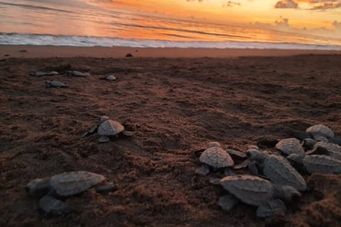 Experiencia de liberación de tortugas marinas y conservación en Puerto Vallarta — photo 12