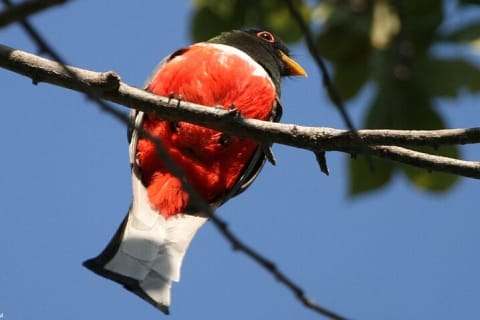 Trésors locaux et oiseaux côtiers de la baie de Banderas — photo 5