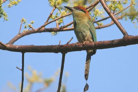 Trésors locaux et oiseaux côtiers de la baie de Banderas — photo 2