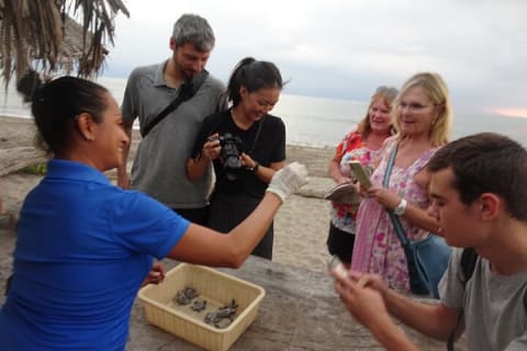 Experiencia de liberación de tortugas marinas y conservación en Puerto Vallarta — photo 9