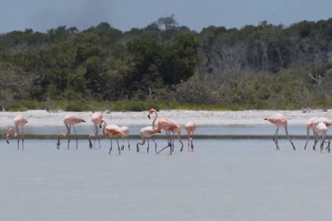 Full Day Tour from Tulum to Rio Lagartos — photo 2