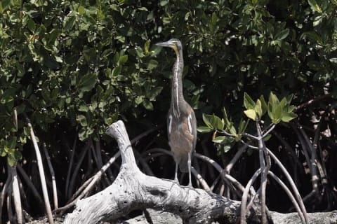 Full Day Tour from Tulum to Rio Lagartos — photo 11