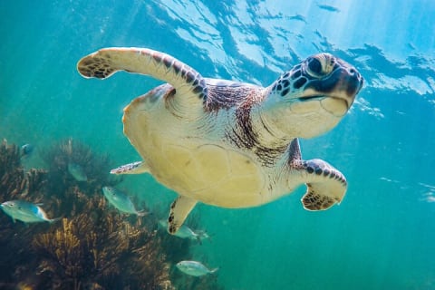 Turtle and Reef Sanctuary Snorkeling — photo 7