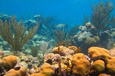 Atv Turtles and Cenote — photo 8