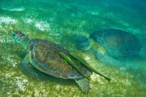 Atv Turtles and Cenote — photo 9