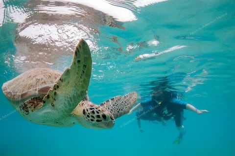 Turtle Snorkeling Private Tour – Sea Turtles & Cenote in Tulum — photo 2