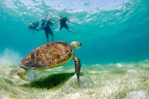 Turtle Snorkeling Private Tour – Sea Turtles & Cenote in Tulum — photo 4