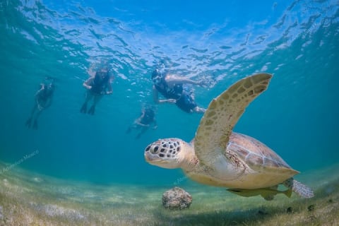 Turtle Snorkeling Private Tour – Sea Turtles & Cenote in Tulum — photo 13
