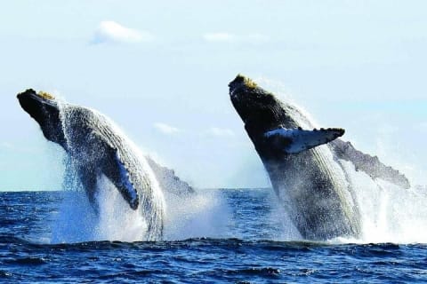 Puerto Vallarta: Private Whale Watching Aboard Luxury Yacht — photo 1