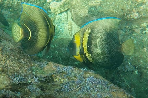 Día de pesca, snorkel y relajación en la playa en Puerto Vallarta — photo 15