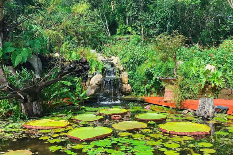 Randonnée au Jardin botanique de Puerto Vallarta — photo 8