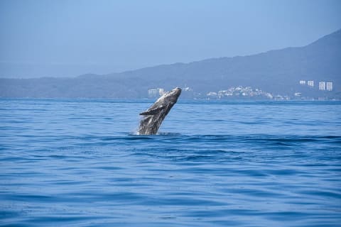 Whale Watching Guaranteed Experience in Puerto Vallarta — photo 2