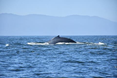 Whale Watching Guaranteed Experience in Puerto Vallarta — photo 4