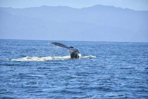 Whale Watching Guaranteed Experience in Puerto Vallarta — photo 5