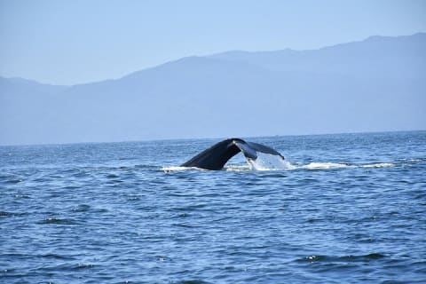 Whale Watching Guaranteed Experience in Puerto Vallarta — photo 6