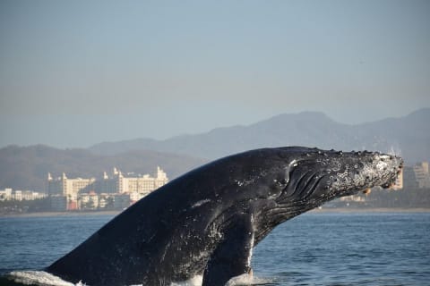 Whale Watching Guaranteed Experience in Puerto Vallarta — photo 8