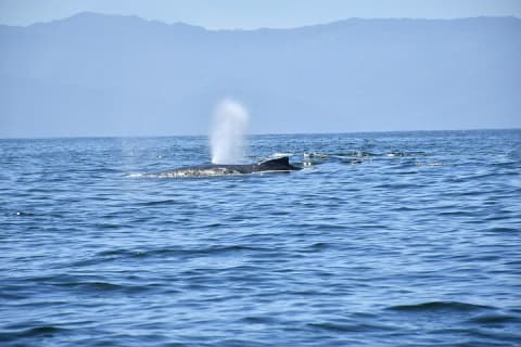 Whale Watching Guaranteed Experience in Puerto Vallarta — photo 10