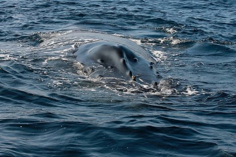 Whale Watching Guaranteed Experience in Puerto Vallarta — photo 11