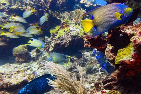 Increíble inmersión de 2 tanques en el arrecife de deriva de Isla Mujeres — photo 2