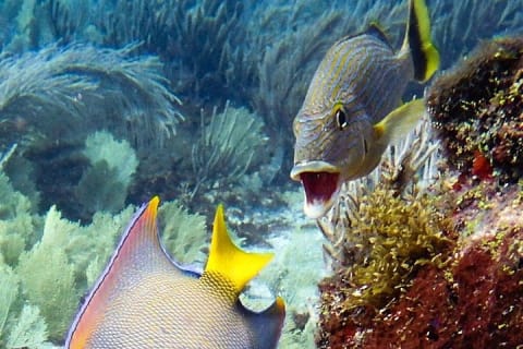 Increíble inmersión de 2 tanques en el arrecife de deriva de Isla Mujeres — photo 4