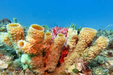 Increíble inmersión de 2 tanques en el arrecife de deriva de Isla Mujeres — photo 7