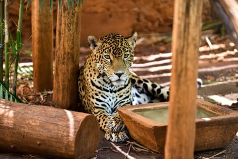 Tour a Uxmal, Cenote Sambula y Museo Choco Story — photo 13