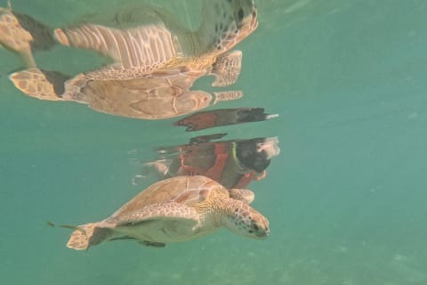 Private Snorkeling with Sea Turtles in Akumal Beach — photo 12