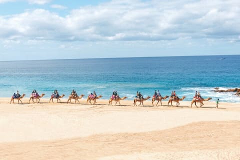 Balade à dos de chameau sur la plage et rencontre avec les chameaux à Cabo — photo 1