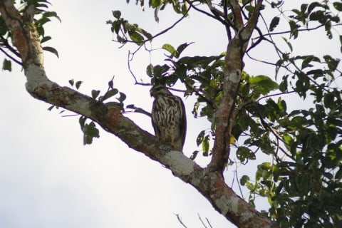 Merida Yucatan Birdwatching Activity — photo 6