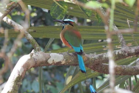 Merida Yucatan Birdwatching Activity — photo 3