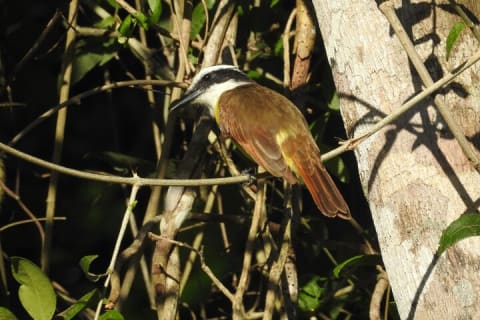 Merida Yucatan Birdwatching Activity — photo 5