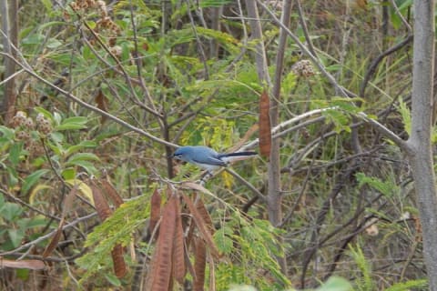 Merida Yucatan Birdwatching Activity — photo 8