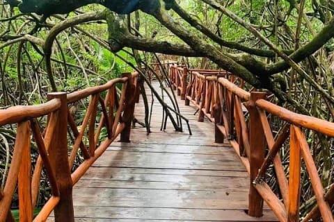 Tickets to 4 cenotes turtle house 2 caverns and 2 outdoors — photo 11
