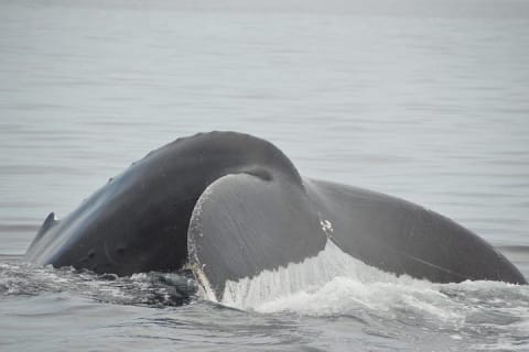 Whale watching 3 hours in Puerto Vallarta — photo 2