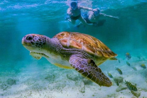 Cenote Turtle and Beach Club Full Day Tour — photo 1