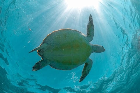 Tulum Ruins, Cenote Cave and Swimming with Turtles From Tulum — photo 12