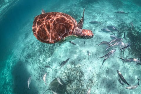 Half Day Shared Tour in Cenote Cave and Swimming with Turtles — photo 1
