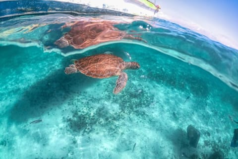 Half Day Shared Tour in Cenote Cave and Swimming with Turtles — photo 6