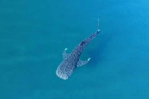 Aventura con tiburón ballena junto a un biólogo marino — photo 3