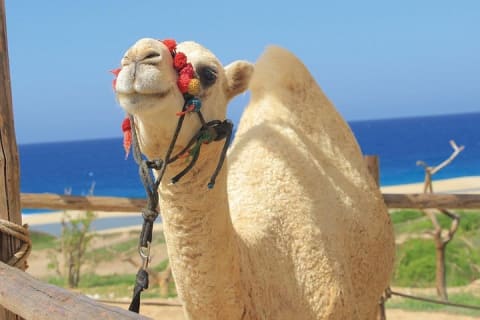 Balade à dos de chameau sur la plage et rencontre avec les chameaux à Cabo — photo 7