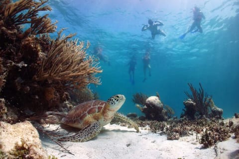 Tour to Tulum and Cenote Swimming with Turtles from Tulum — photo 10