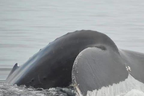 Whale watching 3 hours in Puerto Vallarta — photo 5