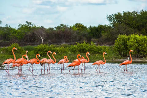 Flamingo Watching Private Tour in Celestun Biosphere Reserve — photo 5