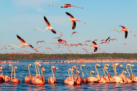 Flamingo Watching Private Tour in Celestun Biosphere Reserve — photo 2