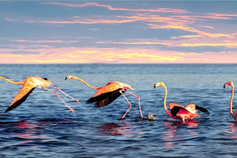 Flamingo Watching Private Tour in Celestun Biosphere Reserve — photo 6