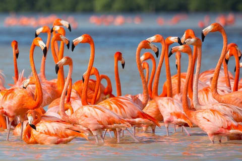 Flamingo Watching Private Tour in Celestun Biosphere Reserve — photo 1
