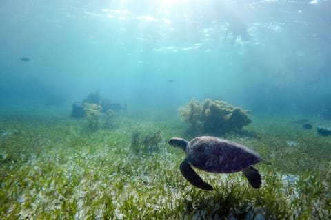 Private Half Day Swim with Turtles and Cenote — photo 1