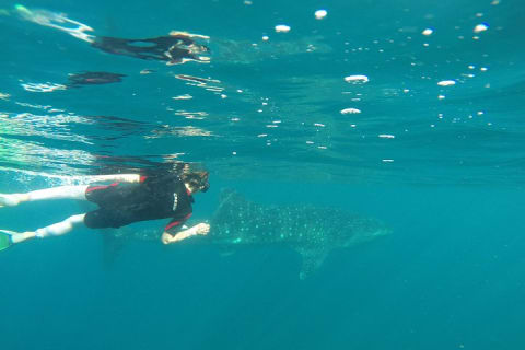 Whale sharks and sea lions snorkeling plus Balandra beach lunch — photo 8