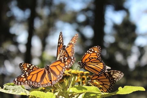 Réserve du papillon monarque : Piedra Herrada et le magique Valle de Bravo — photo 2