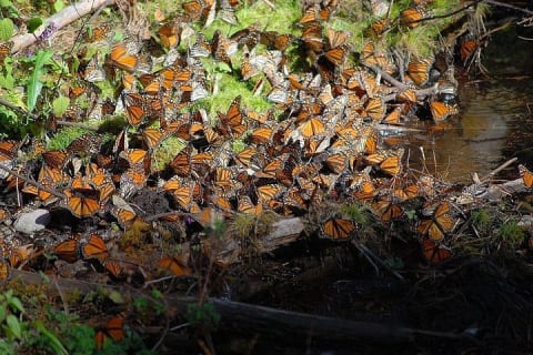 Réserve du papillon monarque : Piedra Herrada et le magique Valle de Bravo — photo 9